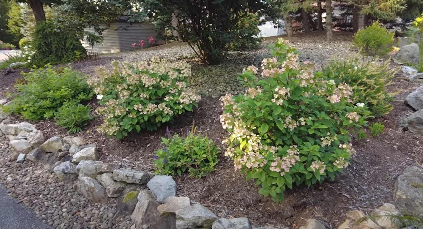 Native plants thriving in mulched garden beds in Kiryas Joel, NY